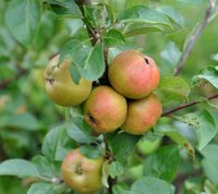 Judeline cideræbler